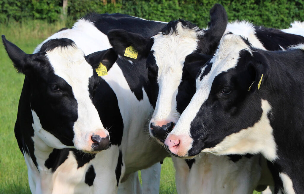 agromat_vacas2